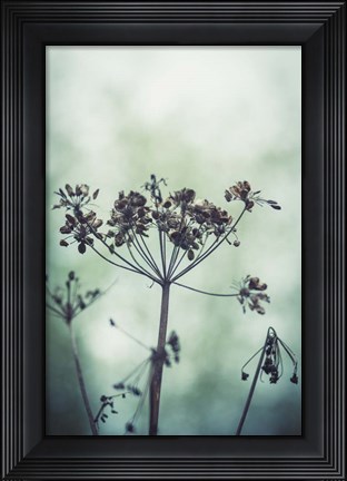 Framed Autumn Seeds - Queen Anne's Lace Print