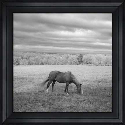 Framed Lone Horse Print