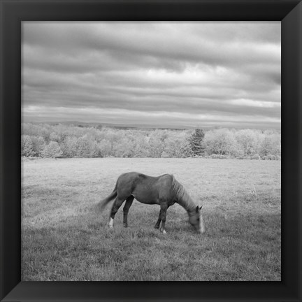 Framed Lone Horse Print