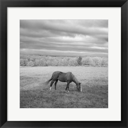 Framed Lone Horse Print