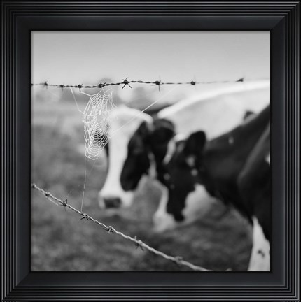 Framed Holstein Cow Print