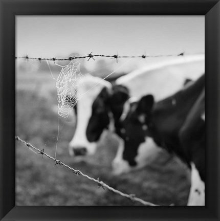 Framed Holstein Cow Print