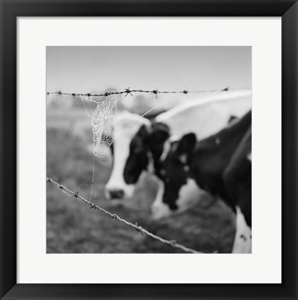 Framed Holstein Cow Print