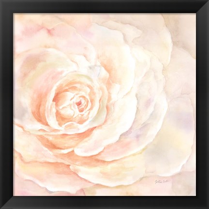Framed Blush Rose Closeup I Print