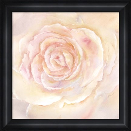 Framed Blush Rose Closeup II Print
