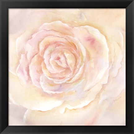 Framed Blush Rose Closeup II Print