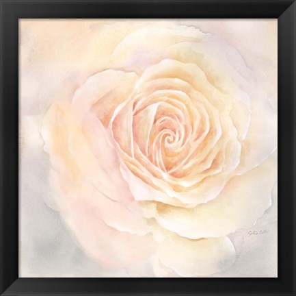 Framed Blush Rose Closeup III Print