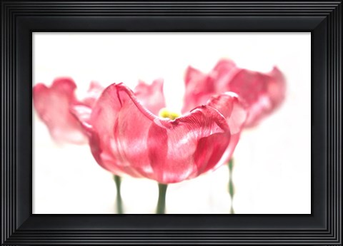 Framed Three Tulips Print