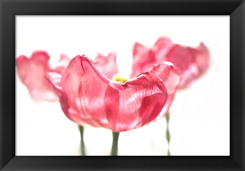 Framed Three Tulips Print