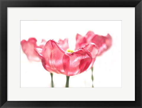 Framed Three Tulips Print