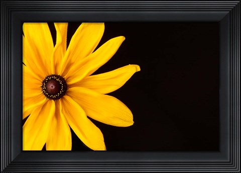 Framed Black Eyed Susan I Print