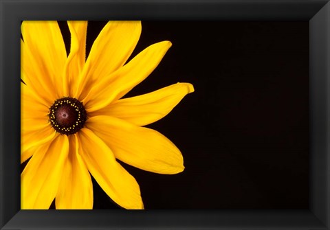 Framed Black Eyed Susan I Print