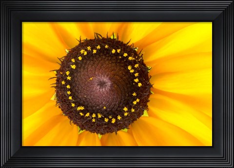 Framed Black Eyed Susan II Print