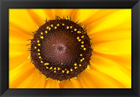 Framed Black Eyed Susan II Print