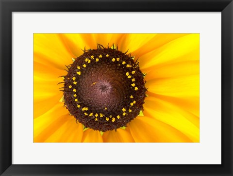 Framed Black Eyed Susan II Print