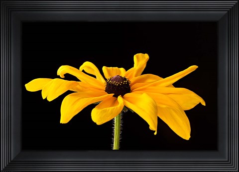 Framed Black Eyed Susan III Print