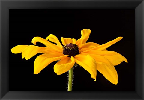 Framed Black Eyed Susan III Print