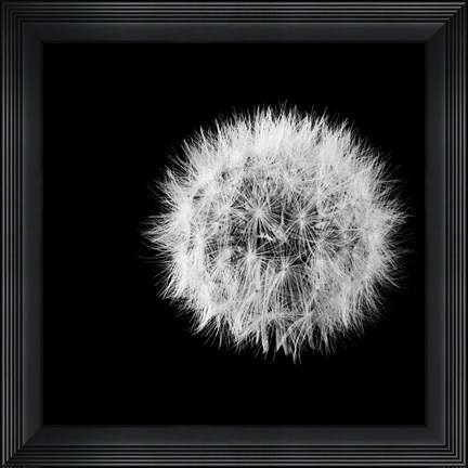 Framed Wish Flower I Print