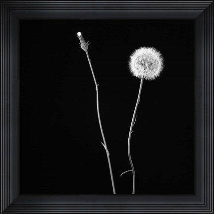 Framed Wish Flower II Print