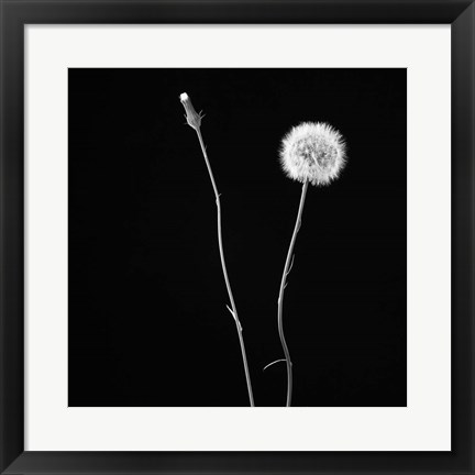 Framed Wish Flower II Print