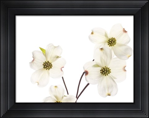 Framed Dogwood Garland Print