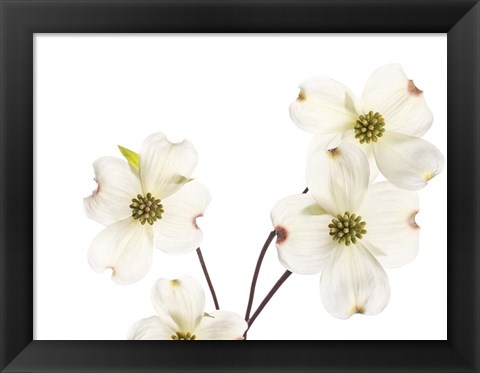 Framed Dogwood Garland Print