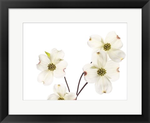 Framed Dogwood Garland Print