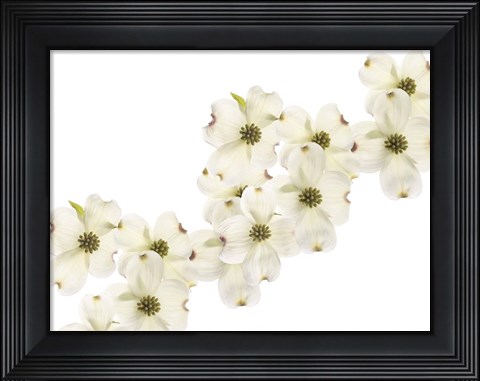 Framed Dogwood Beauty Print