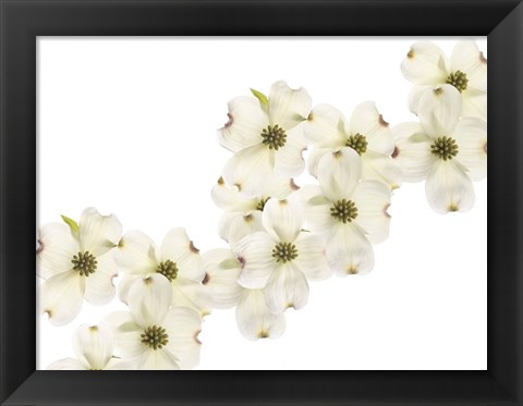 Framed Dogwood Beauty Print