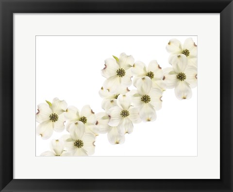 Framed Dogwood Beauty Print