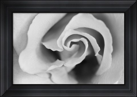 Framed Gentle Rose Print