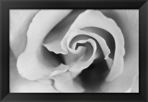 Framed Gentle Rose Print