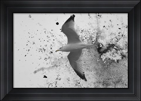 Framed Splash Of Gull Print