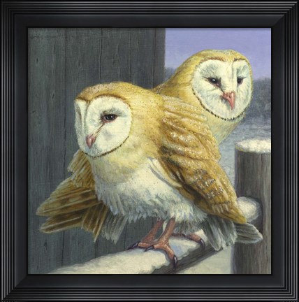 Framed Barn Owl Couple Print