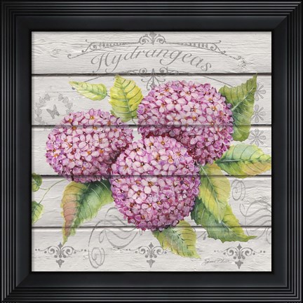 Framed Pink Hydrangeas Print