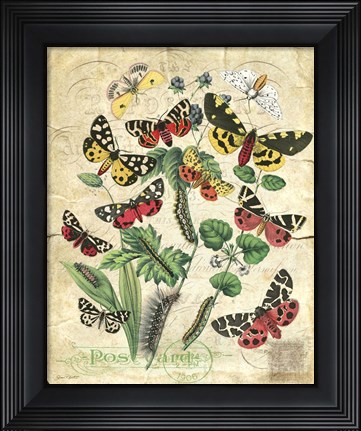 Framed Natures Beauty Print