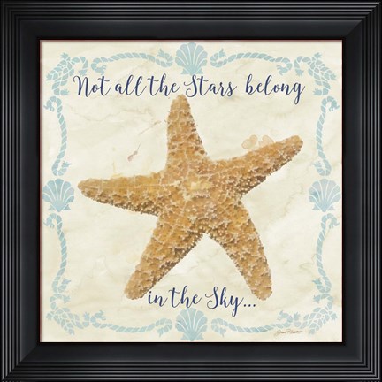 Framed Sea Shells  -  C Print