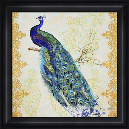 Framed Beautiful Peacock  -  B Print