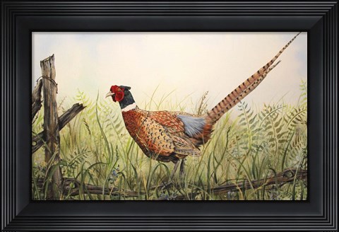 Framed Glorious Pheasant Print
