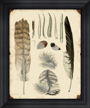 Framed Vintage Feather Study - A Print