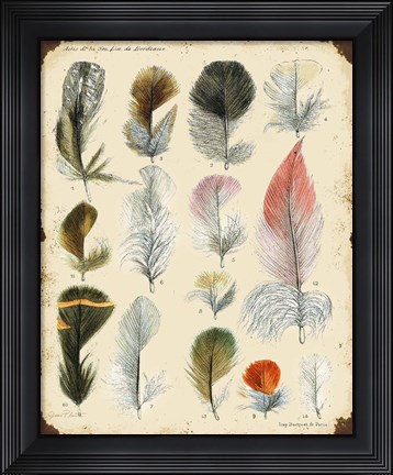 Framed Vintage Feather Study - B Print