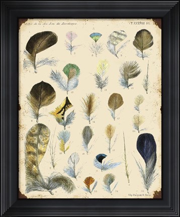 Framed Vintage Feather Study - C Print