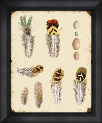 Framed Vintage Feather Study - D Print