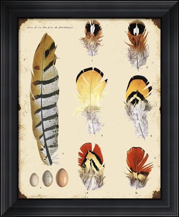 Framed Vintage Feather Study - E Print