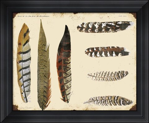 Framed Vintage Feather Study - F Print