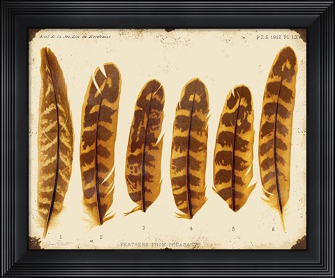 Framed Vintage Feather Study - G Print