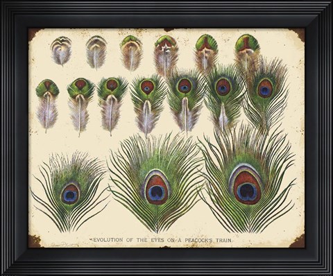 Framed Vintage Feather Study - H Print