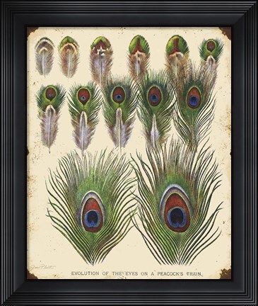 Framed Vintage Feather Study - I Print