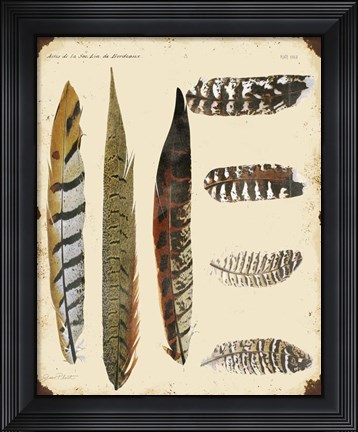 Framed Vintage Feather Study - J Print