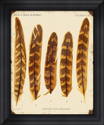 Framed Vintage Feather Study - K Print